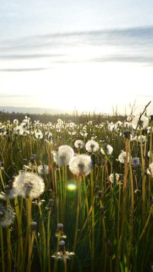 冒险岛艾利杰演奏截图3