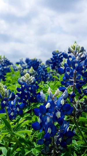 冒险岛品克缤怎么打截图3