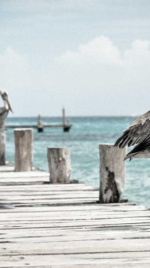 梦幻西游全民pk私服截图4