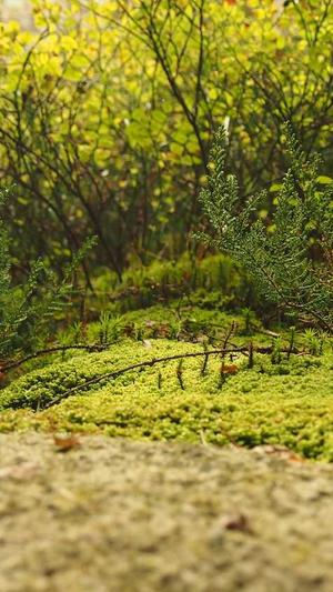 冒险岛追忆之路截图3