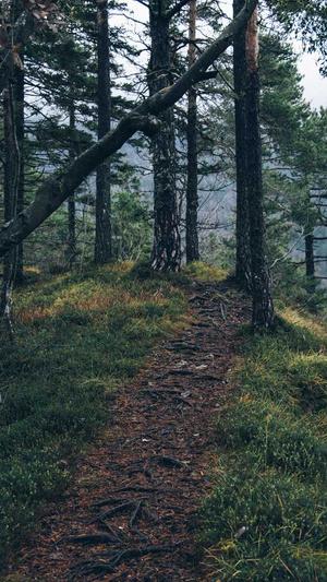 冒险岛无影人技能加点截图2