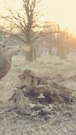 冒险岛升级路线详解截图5