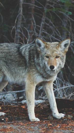 天蓝蓝凤凰传奇截图2