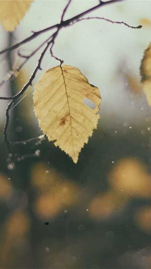 梦幻西游网页私服截图3